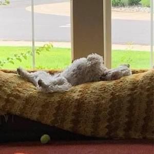 Meet your Posher, Bea n sharon